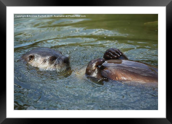  Otter swimming. Framed Mounted Print by Andrew Bartlett