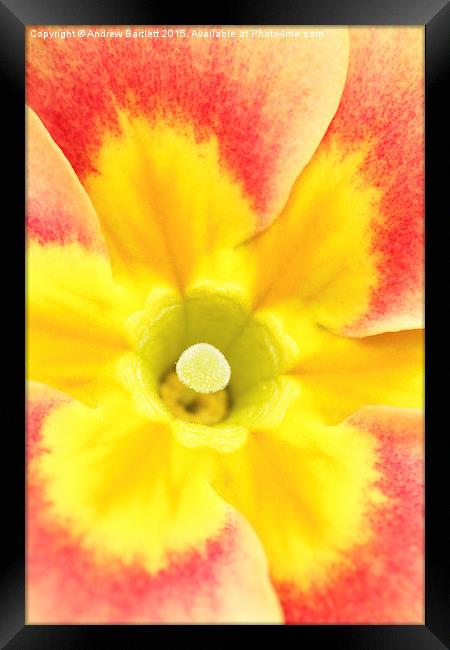  Macro of a Polyanthus. Framed Print by Andrew Bartlett