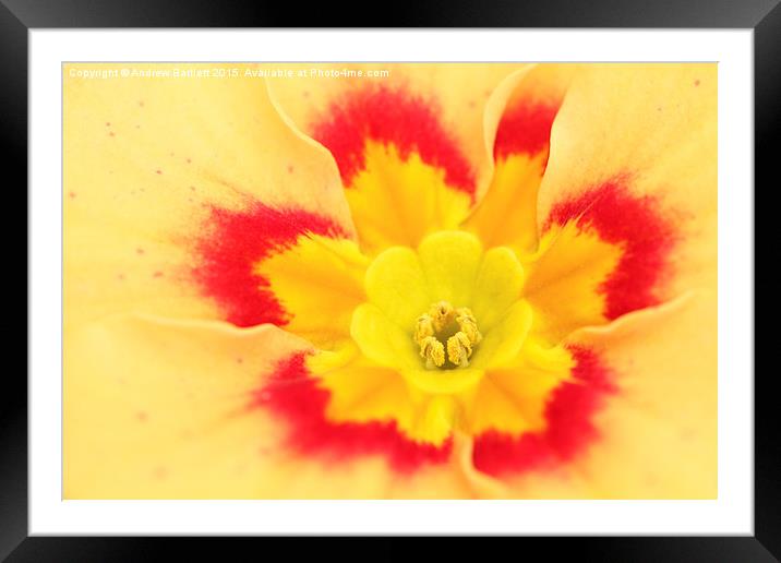  Macro of a Polyanthus. Framed Mounted Print by Andrew Bartlett