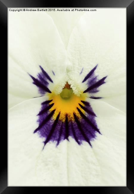  Macro of a Pansy Framed Print by Andrew Bartlett
