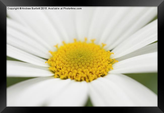 Macro of a Pansy Framed Print by Andrew Bartlett