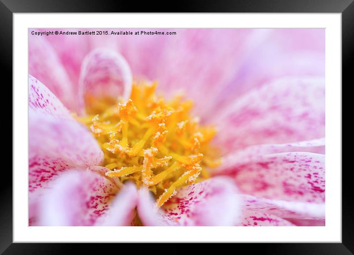Macro of a Dahlia.  Framed Mounted Print by Andrew Bartlett