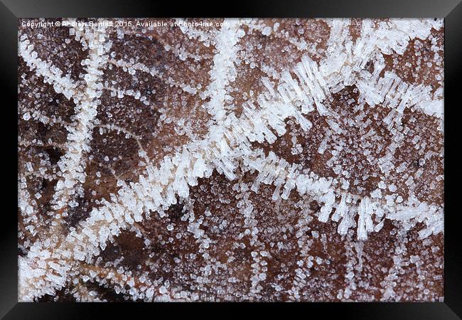  Frozen leaf Framed Print by Andrew Bartlett