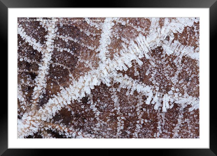  Frozen leaf Framed Mounted Print by Andrew Bartlett