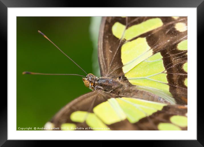 Malachite butterfly Framed Mounted Print by Andrew Bartlett