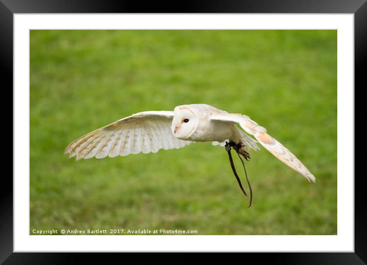 A Barn Owl flying at a UK Owl sanctuary. Framed Mounted Print by Andrew Bartlett