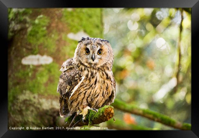 A Long Eared Owl sitting on a tree branch. Framed Print by Andrew Bartlett