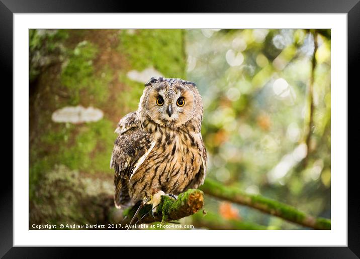 A Long Eared Owl sitting on a tree branch. Framed Mounted Print by Andrew Bartlett