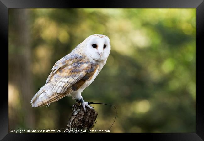 A Barn Owl sitting on a tree branch. Framed Print by Andrew Bartlett
