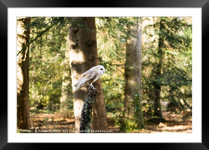 A Barn Owl sitting on a tree branch. Framed Mounted Print by Andrew Bartlett