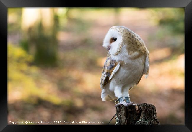 A Barn Owl sitting on a tree branch. Framed Print by Andrew Bartlett