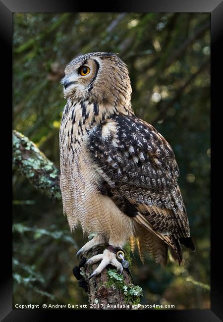 A Bengal Owl sitting on a tree branch. Framed Print by Andrew Bartlett