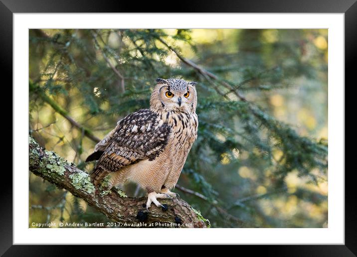 A Bengal Owl sitting in a tree. Framed Mounted Print by Andrew Bartlett