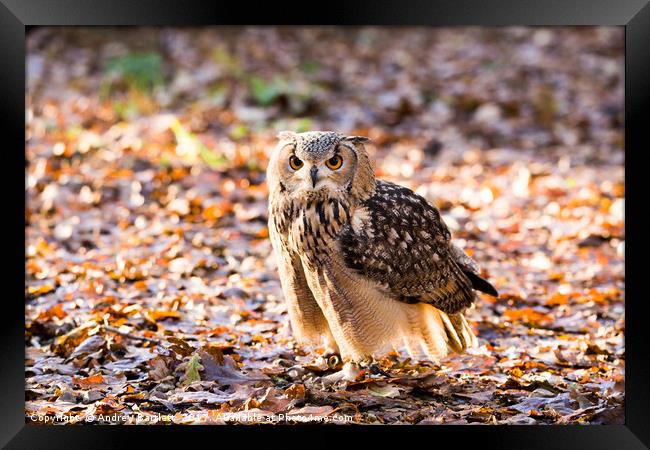 A Bengal Owl sitting among Autumn leaves. Framed Print by Andrew Bartlett