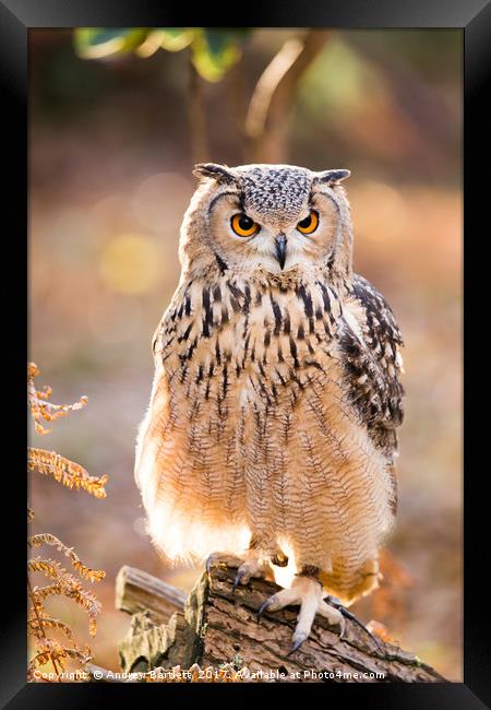 A Bengal Owl sitting among Autumn leaves. Framed Print by Andrew Bartlett