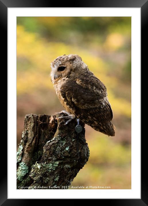 A Indian Scops Owl sitting in a tree. Framed Mounted Print by Andrew Bartlett