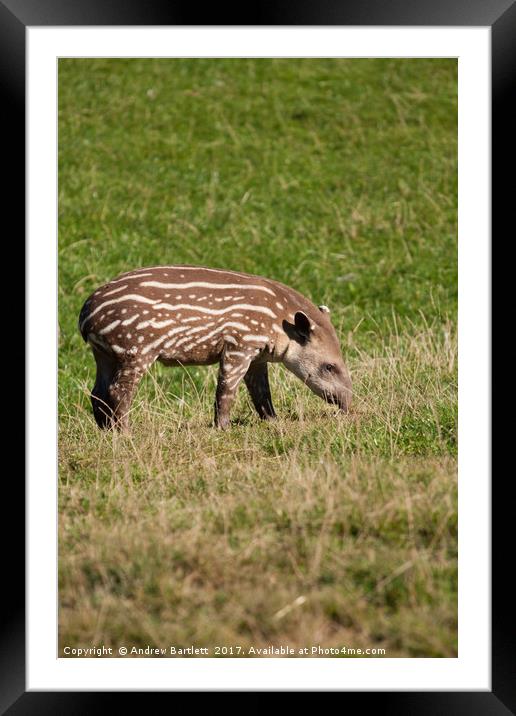 A Baby Tapir Framed Mounted Print by Andrew Bartlett
