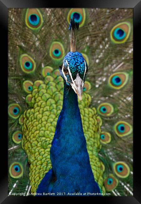 Peacock. Framed Print by Andrew Bartlett