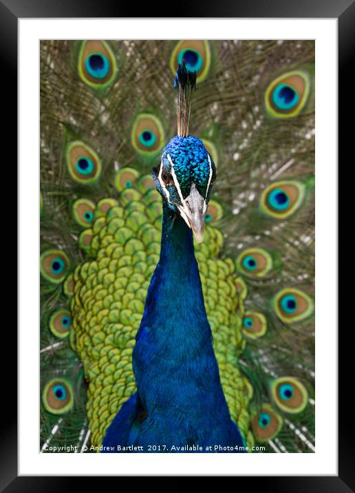 Peacock. Framed Mounted Print by Andrew Bartlett