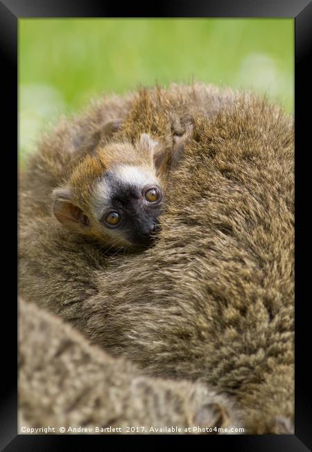 Baby Red Fronted Lemur Framed Print by Andrew Bartlett