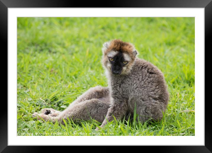Red Fronted Lemur relaxing Framed Mounted Print by Andrew Bartlett