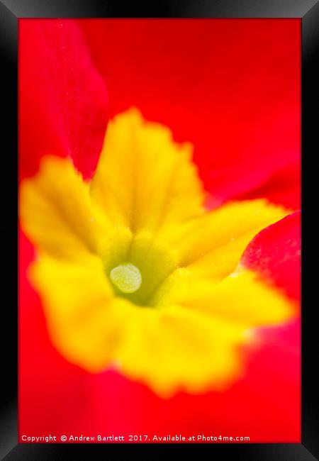 Macro of a Polyanthus Framed Print by Andrew Bartlett