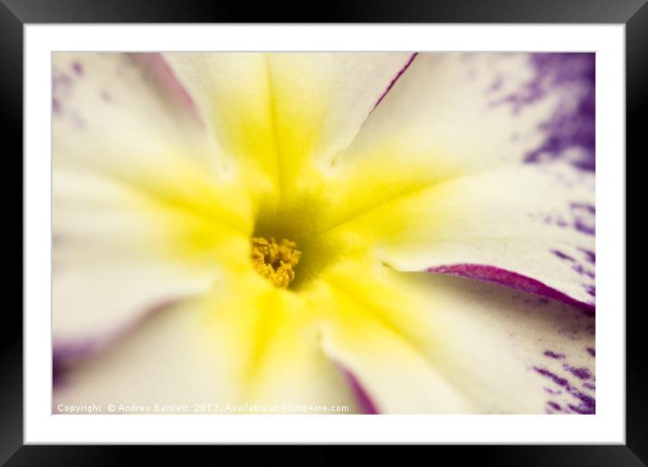 Macro of a Pansy Framed Mounted Print by Andrew Bartlett