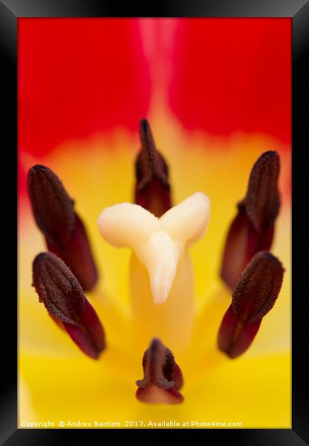 Tulip macro Framed Print by Andrew Bartlett