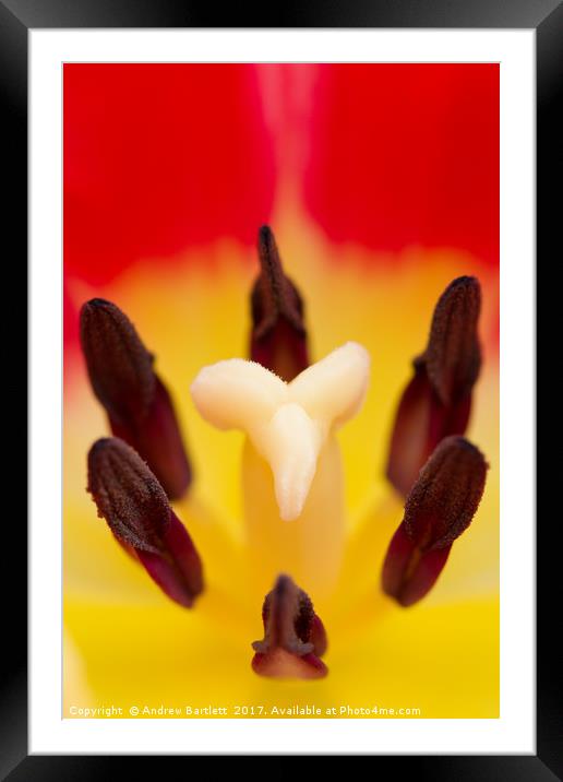 Tulip macro Framed Mounted Print by Andrew Bartlett