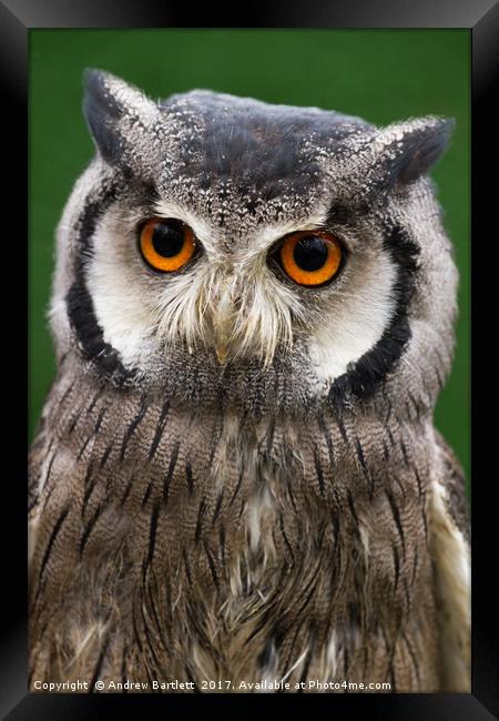 Northern White Faced Scops Owl Framed Print by Andrew Bartlett