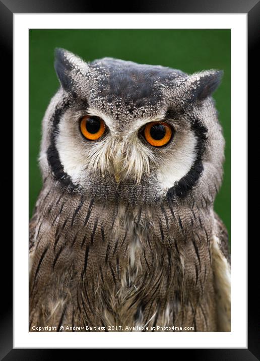 Northern White Faced Scops Owl Framed Mounted Print by Andrew Bartlett