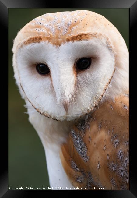 Barn Owl Framed Print by Andrew Bartlett