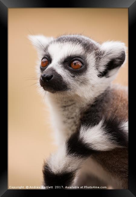 Ring Tailed Lemur baby Framed Print by Andrew Bartlett