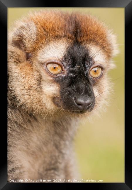 Red Fronted Lemur Framed Print by Andrew Bartlett