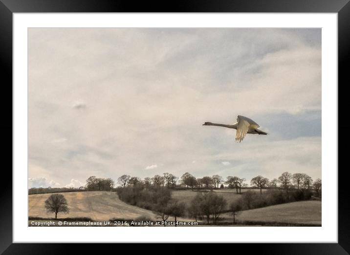 Swan in flight  Framed Mounted Print by Framemeplease UK