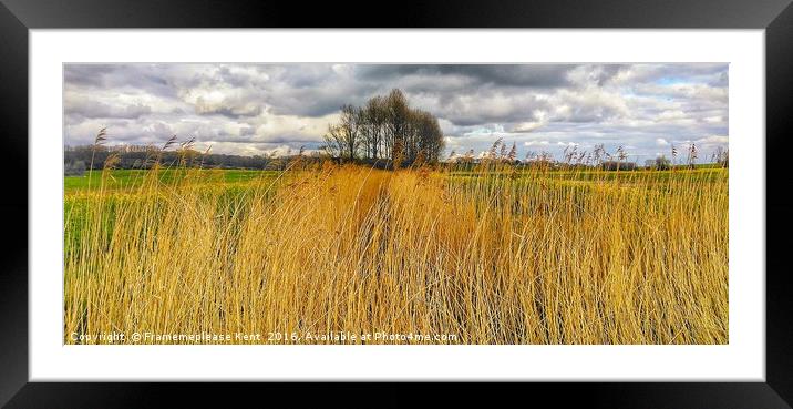 Reed bed in Kent  Framed Mounted Print by Framemeplease UK