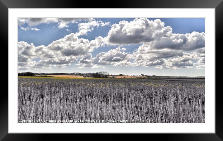 Rape seed fields in Kent  Framed Mounted Print by Framemeplease UK