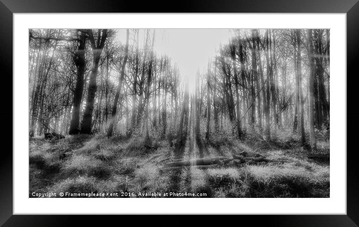 Tenterden morning sunlight in the woods  Framed Mounted Print by Framemeplease UK