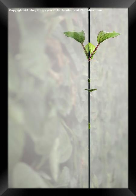 Leaf #9175 Framed Print by Andrey  Godyaykin