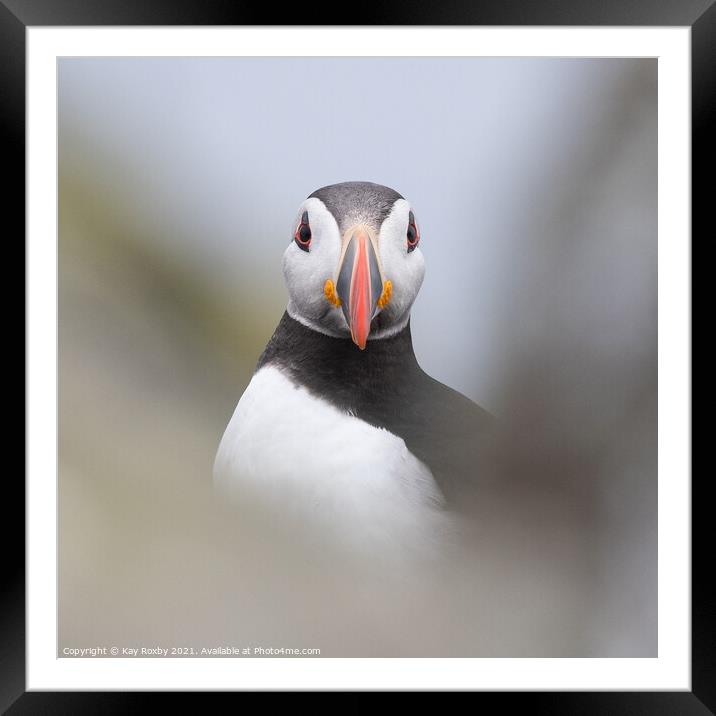 Puffin portrait Framed Mounted Print by Kay Roxby