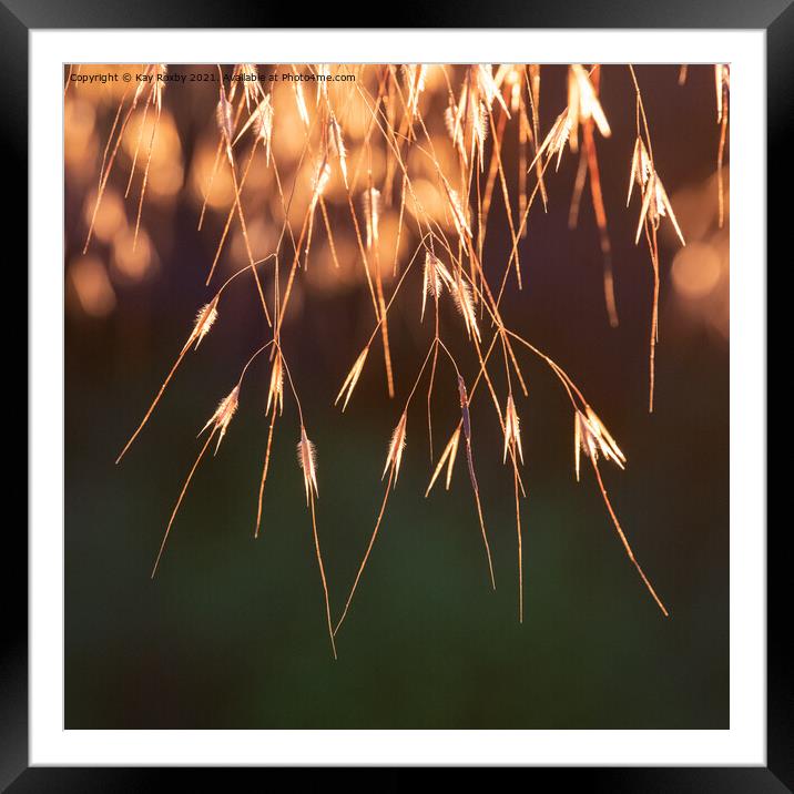 Golden Oats Stipa gigantea backlit Framed Mounted Print by Kay Roxby