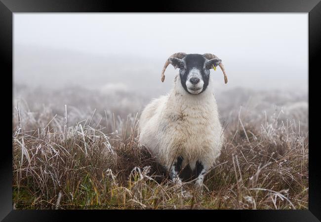 Blackface Sheep in frosted grass Scotland Framed Print by Kay Roxby