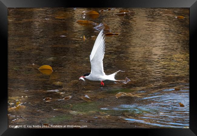 Arctic Tern flying with fish in beak - Isle of May, Fife, Scotland, UK Framed Print by Kay Roxby
