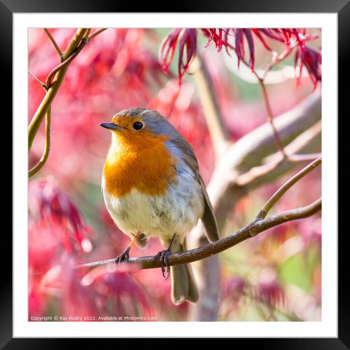Robin in acer tree Framed Mounted Print by Kay Roxby