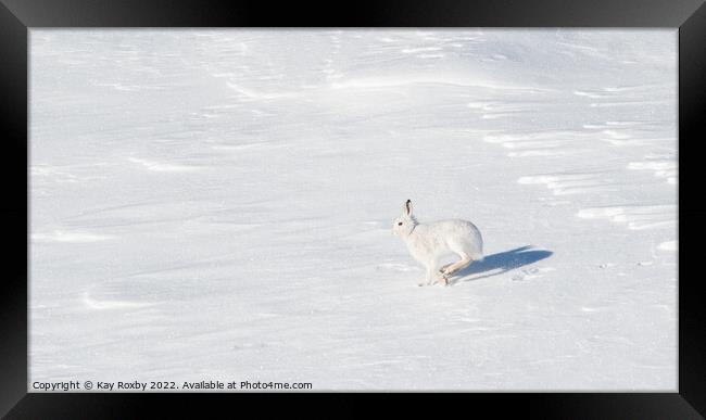 Mountain Hare in winter Framed Print by Kay Roxby