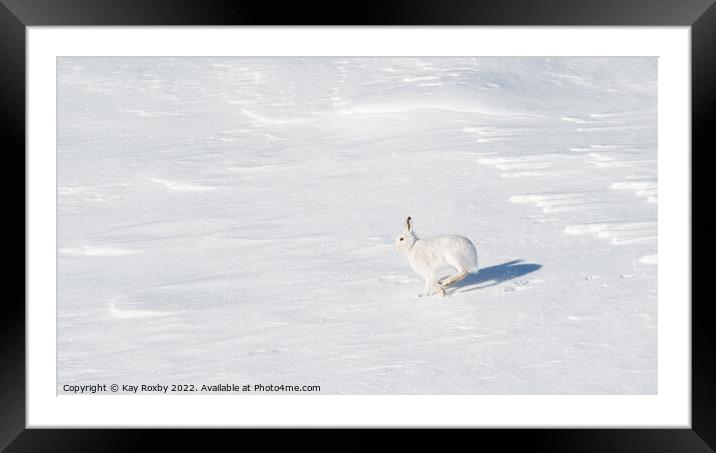 Mountain Hare in winter Framed Mounted Print by Kay Roxby