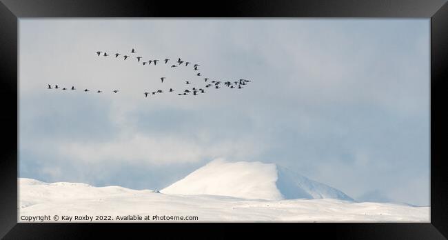 Greylag geese passing snow covered Ben Lomond - Scotland Framed Print by Kay Roxby