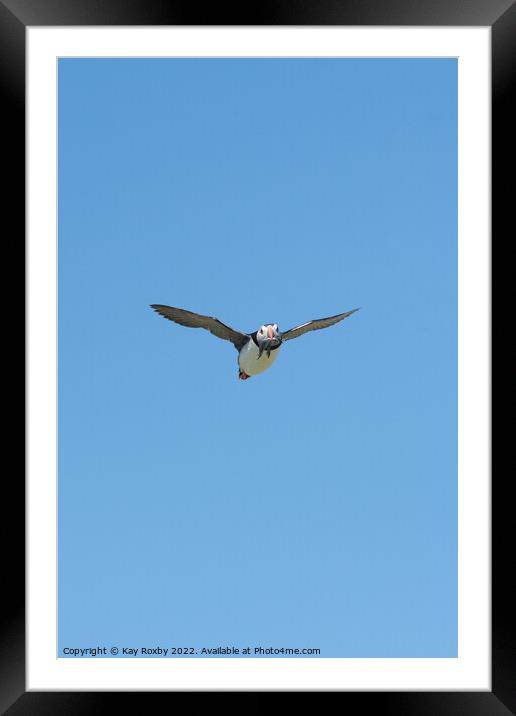 Atlantic Puffin blue sky Framed Mounted Print by Kay Roxby