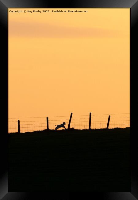 lamb running at sunset Framed Print by Kay Roxby