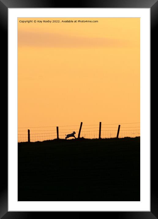 lamb running at sunset Framed Mounted Print by Kay Roxby